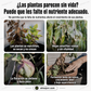 【Incluso los árboles secos pueden brotar】 Fertilizante de levadura de floración de acción rápida, regenerador y soluble en agua