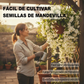 Semillas de Mandevilla Fáciles de Cultivar