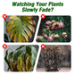 Líquido para el crecimiento de plantas para plántulas y esquejes